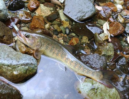 渇水→濁流 ～九頭竜川水系～